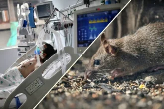 Hantavirus