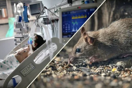 Hantavirus