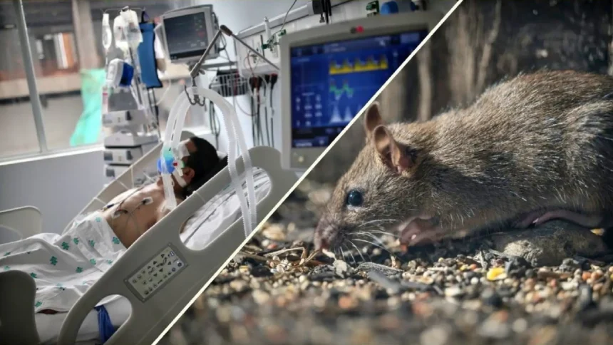 Hantavirus